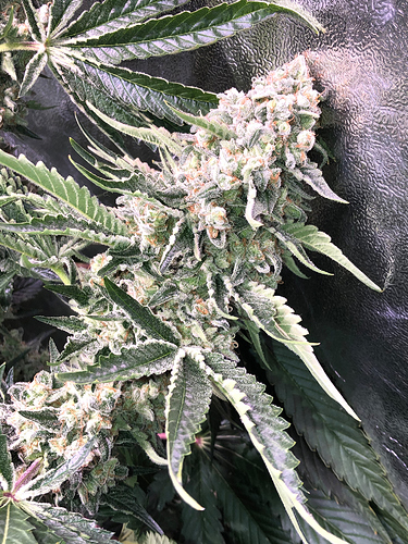 Growreport Bild 1