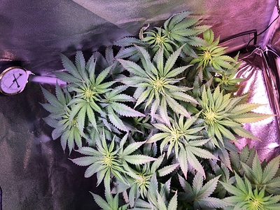Growreport Bild 26