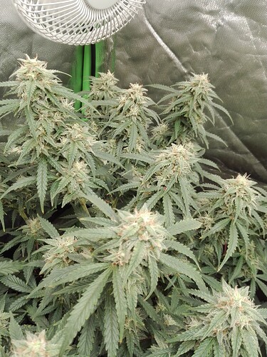 Growreport Bild 3