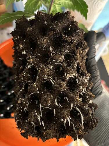 Growreport Bild 148