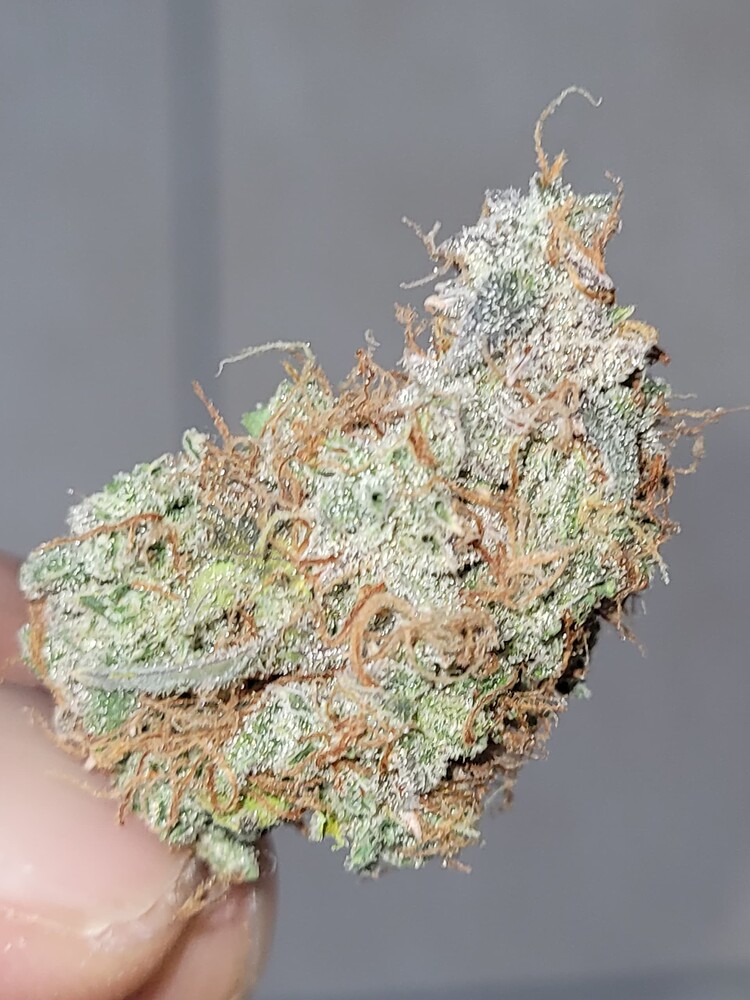 Indoor Grow auf 60x60x160 - Autoflower Hybrid / Titan F1 von RQS