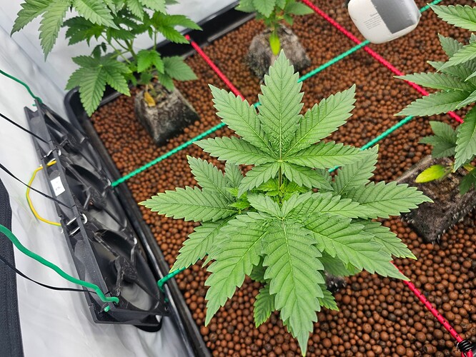 Growreport Bild 2