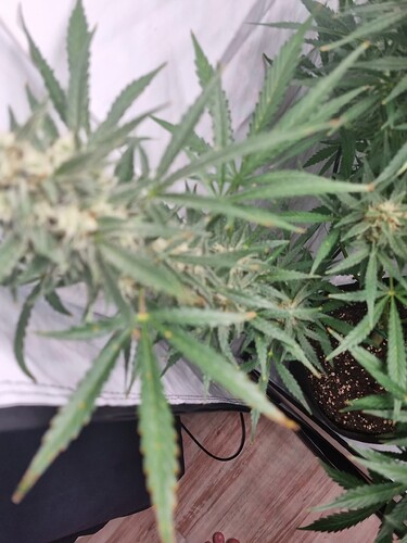 Growreport Bild 30