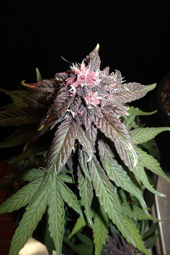 Growreport Bild 6