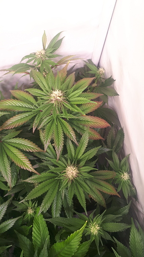 Growreport Bild 2