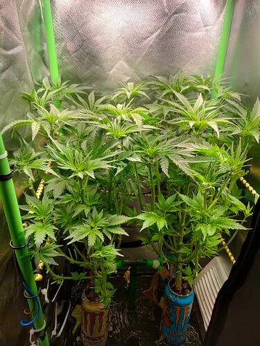 Growreport Bild 2