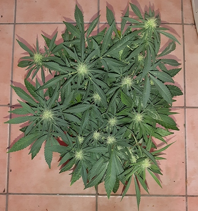 Growreport Bild 5