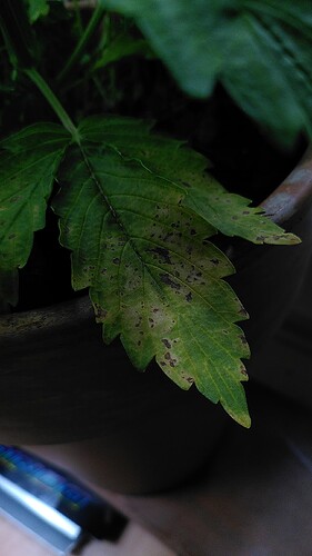 LSD Auto Tag 41 unteres Blatt