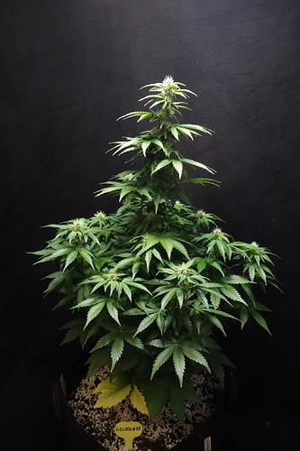 Growreport Bild 13