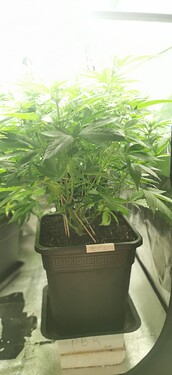 Growreport Bild 41