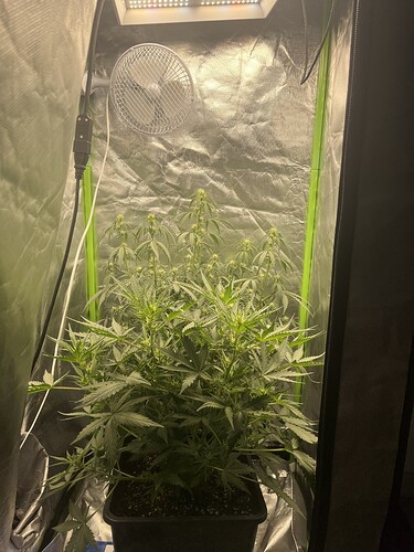 Growreport Bild 36