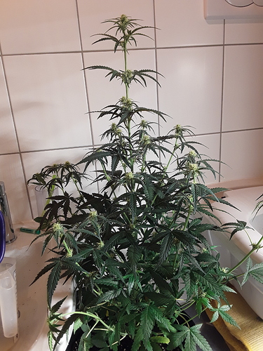 Growreport Bild 9