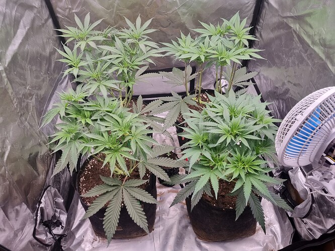 Growreport Bild 36