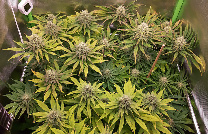 Growreport Bild 2