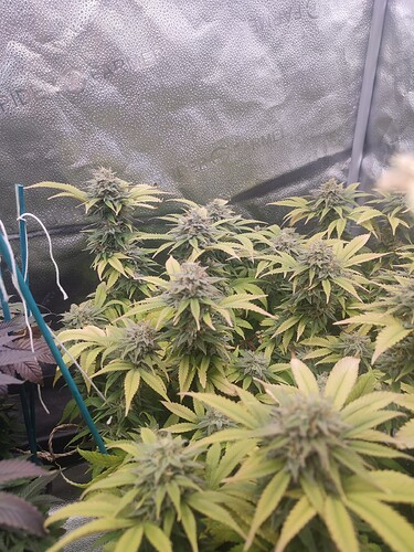 Growreport Bild 19