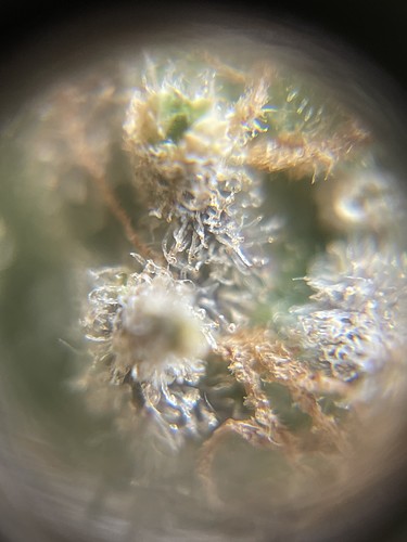 Growreport Bild 1