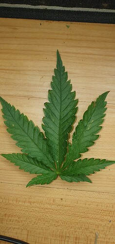 Growreport Bild 4