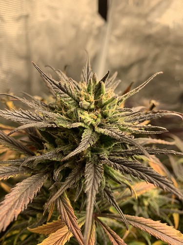 Growreport Bild 3