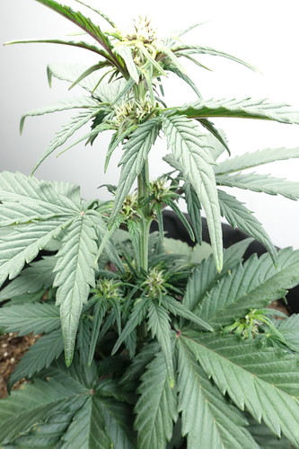Growreport Bild 15