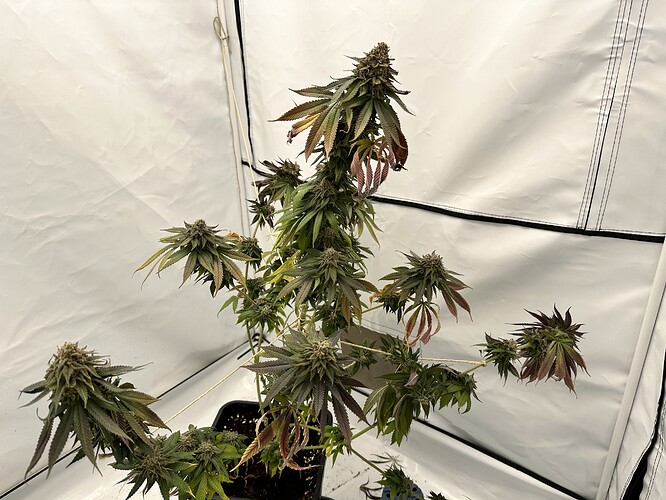 Growreport Bild 9