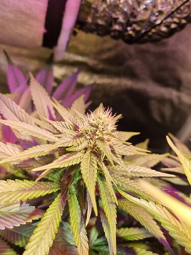 Growreport Bild 20
