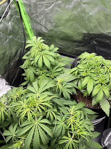 Growreport Bild 39