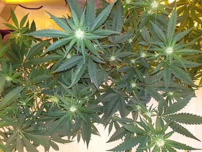 Growreport Bild 12