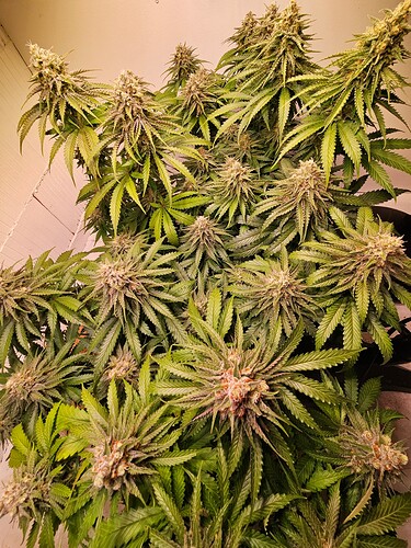 Growreport Bild 7