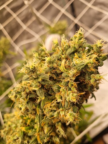 Growreport Bild 61