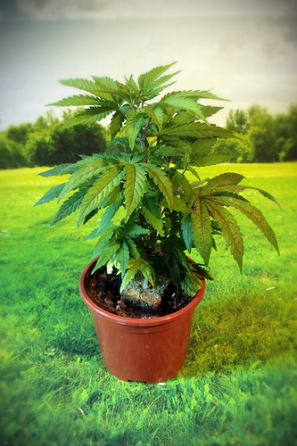 Growreport Bild 3