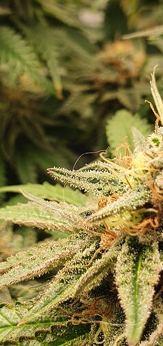Growreport Bild 4