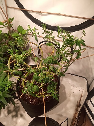 IMG_20210314_233536_004