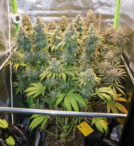 Growreport Bild 8