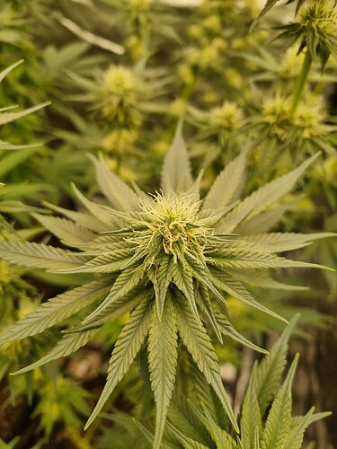 Growreport Bild 25