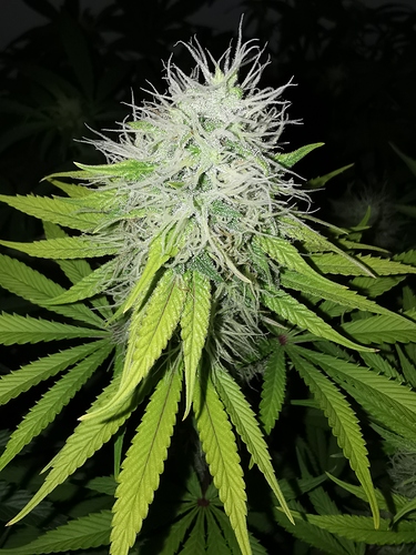 Growreport Bild 5