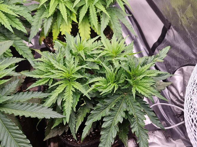 Growreport Bild 30