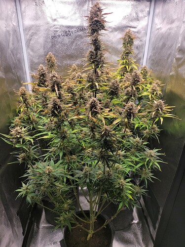 Growreport Bild 4