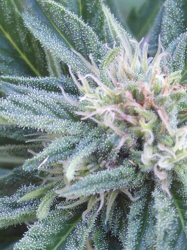 Growreport Bild 2