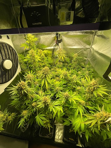 Growreport Bild 38