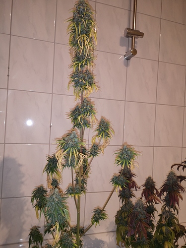 Growreport Bild 2