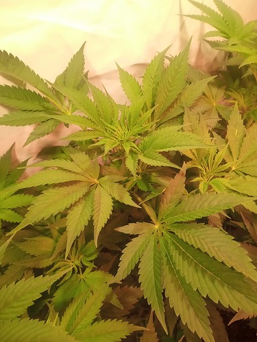 Growreport Bild 45