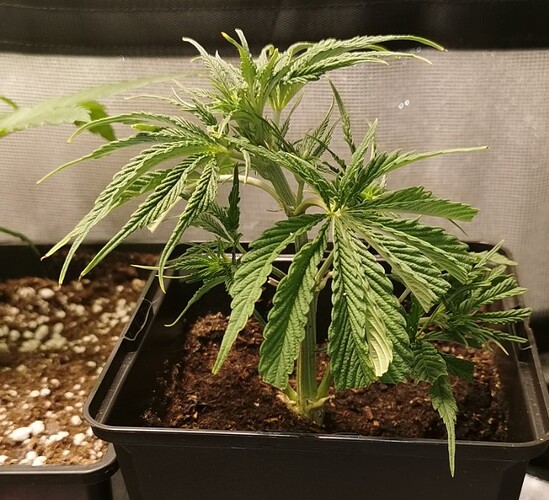 Growreport Bild 41