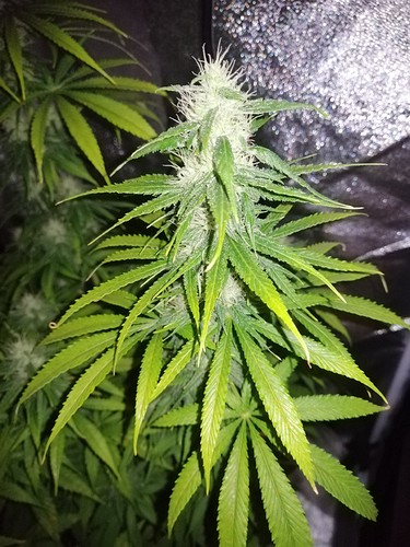 Growreport Bild 6