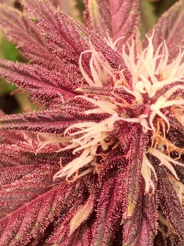 Growreport Bild 19