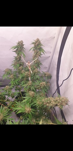 Screenshot_20211120-142605_Gallery