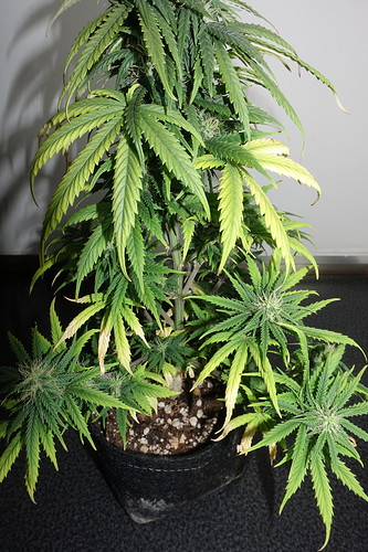 Growreport Bild 3