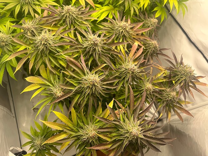 Growreport Bild 13