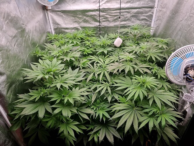 Growreport Bild 42