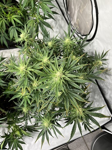 Growreport Bild 4