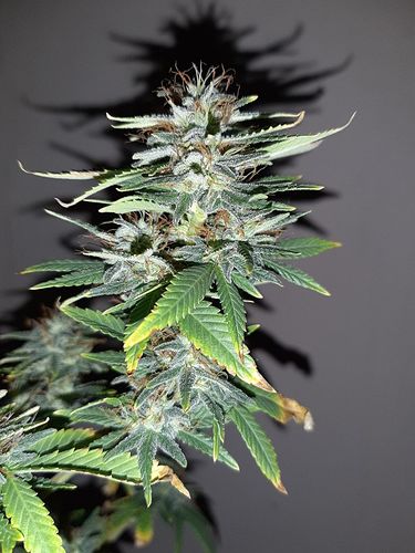 Growreport Bild 3